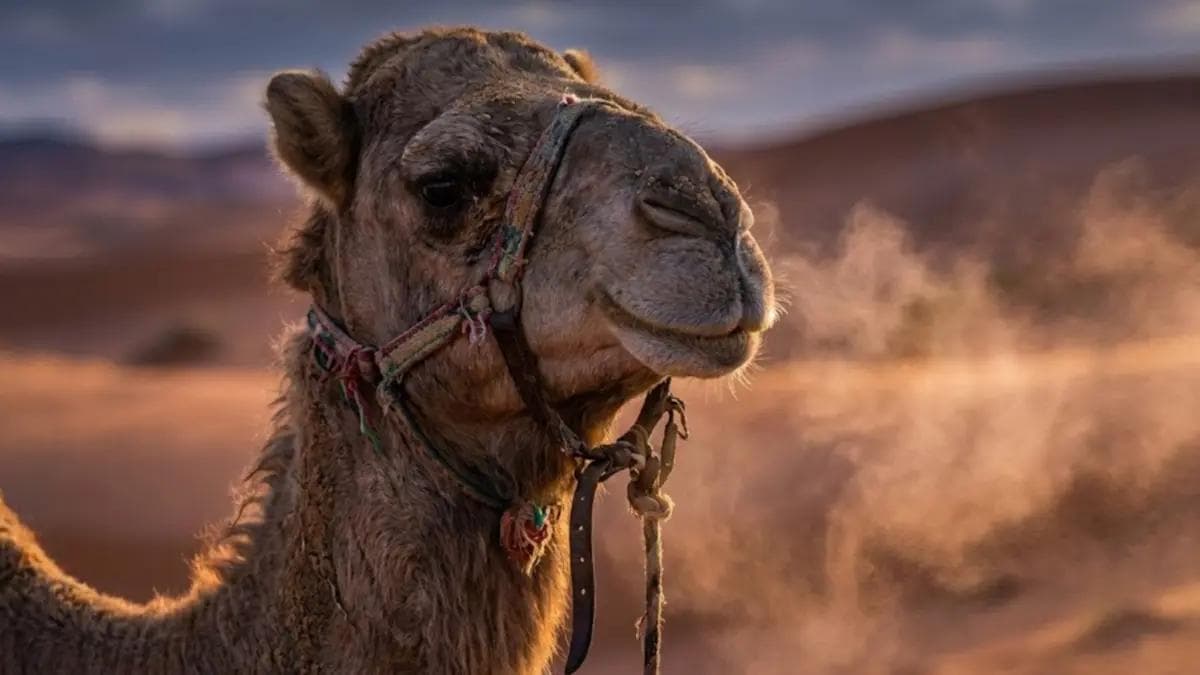تفسير حلم الجمل: الصبر والرزق