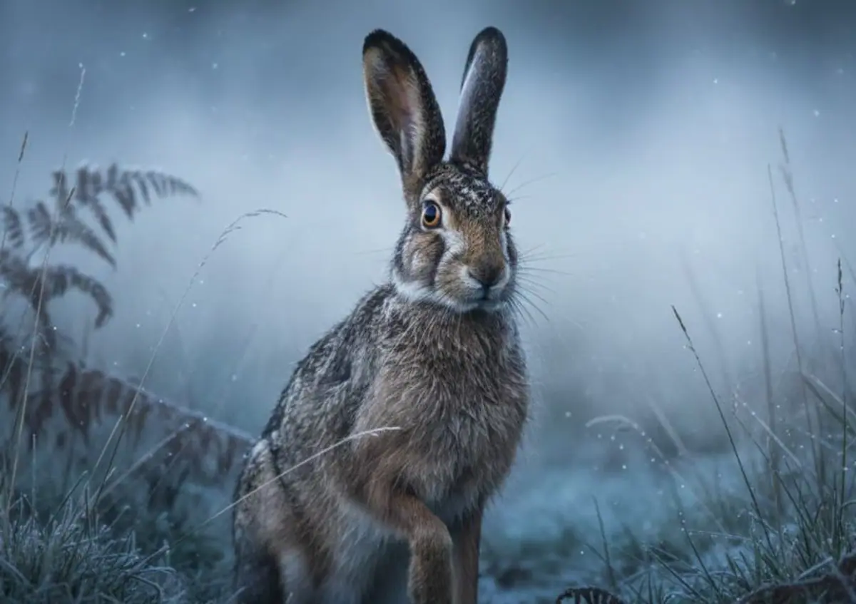 Dream Interpretation of Rabbit: Fertility and Speed